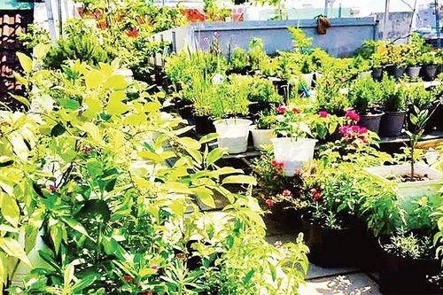 Sinh thái nông nghiệp, giải pháp phát triển xanh, bền vững