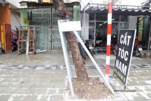 Cây xanh mà biết nói năng...