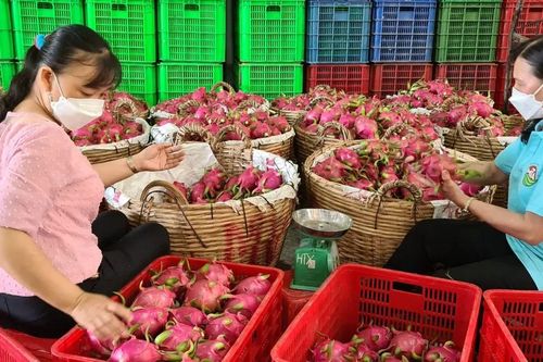 Đồng Tháp nỗ lực mở rộng vùng trồng thanh long xuất khẩu