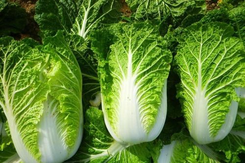 3 bí quyết chọn cải thảo tươi ngon cho bữa ăn mùa rau tăng giá