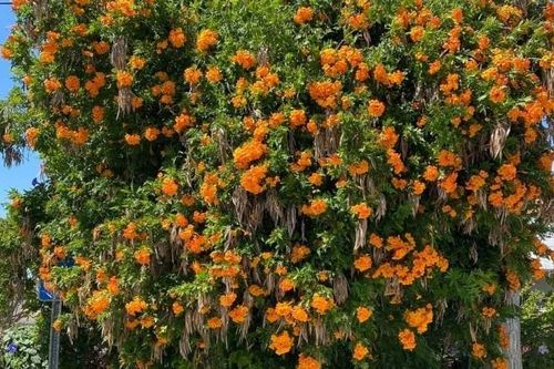 Cây cảnh tựa 'nắng thu rót mật' biến sân vườn thành thiên đường