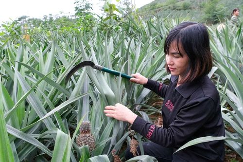 Nhân rộng cây 'xóa đói, giảm nghèo' ở Cao Bằng