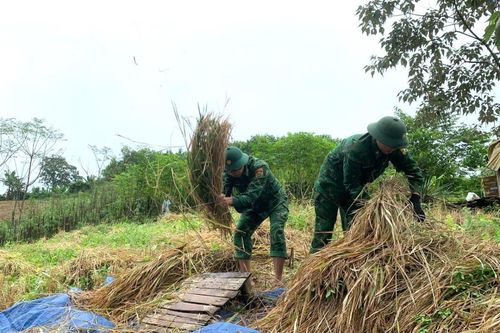 BĐBP thành phố Đà Nẵng giúp dân thu hoạch lúa