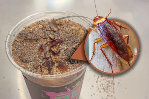 Bảo tàng Trung Quốc bán cà phê… gián