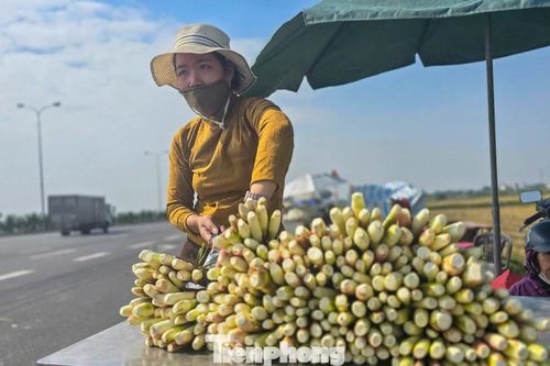 Loại củ được ví như 'lộc trời' mỗi năm chỉ một lần có gì đặc biệt?