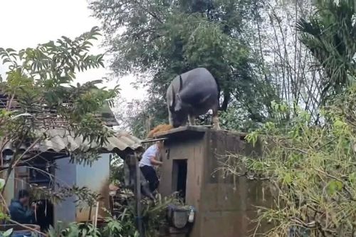 Hy hữu: Trâu 'chờ' chủ trên mái nhà sau lũ