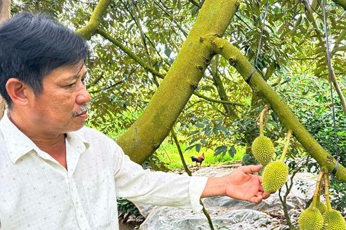 Đam mê 'cây tỷ đô', anh nông dân ở xứ cù lao thu hàng tỷ đồng mỗi năm