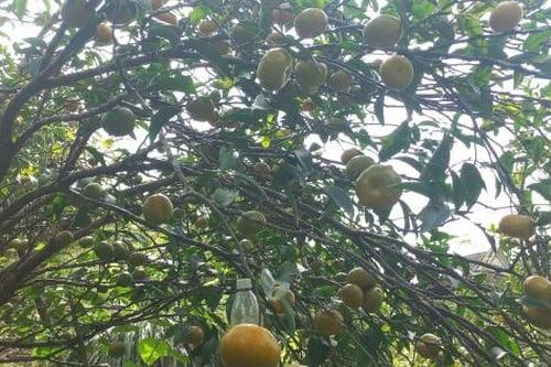 Vân Đồn vào vụ cam bản địa