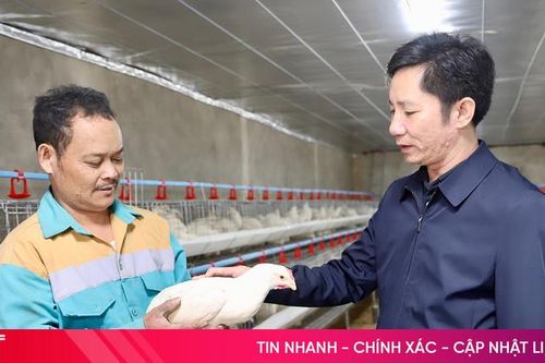Triển vọng từ mô hình nuôi gà siêu đẻ liên kết ở xã Mai Hoa