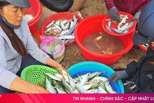 Ngư dân Hà Tĩnh trúng đậm cá bạc má cuối vụ