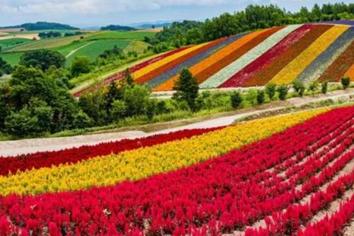 Tham vọng lớn của Nhật Bản: Biến đảo hoa Hokkaido thành thung lũng chip toàn cầu