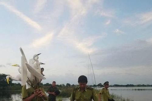 Huế triển khai nhiều biện pháp để ngăn chặn nạn săn bắt chim hoang dã