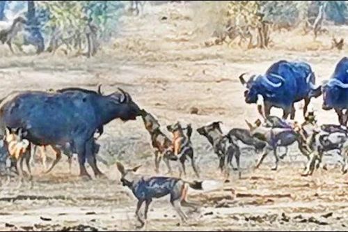 16 chó hoang hợp sức đoạt mạng trâu rừng khổng lồ