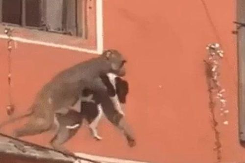Khỉ hoang liều lĩnh 'bắt cóc' chó con giữa chợ đông người rồi nhảy lên mái nhà tẩu thoát