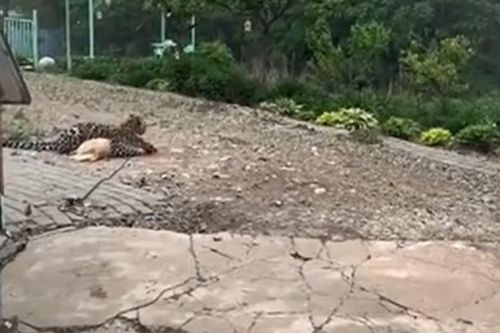 Báo hoa mai liều lĩnh nhai gương xe rồi lao vào nhà dân vồ chó con trong chớp mắt