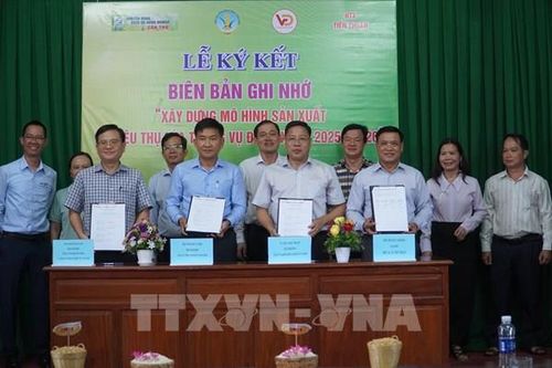 Xây dựng vùng nguyên liệu cho thương hiệu 'Gạo Cần Thơ'