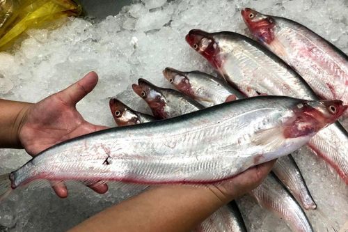Loại cá sứt môi có nhiều ở kênh rạch, nay là đặc sản miền Tây, lớp mỡ dưới bụng ăn cực béo