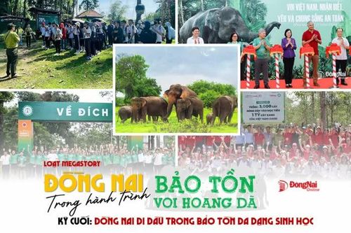 [Loạt Megastory] Đồng Nai trong hành trình bảo tồn voi hoang dã (Kỳ cuối)