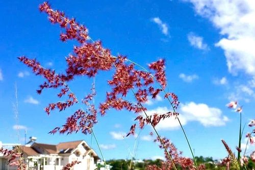 Cao nguyên mùa gió biếc