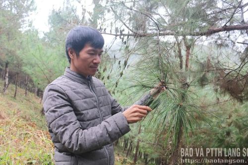 Ngừa sâu róm thông lan rộng