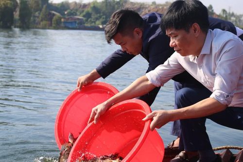 Thả hơn 120.000 con cá giống tái tạo nguồn lợi thủy sản hồ Thác Bà