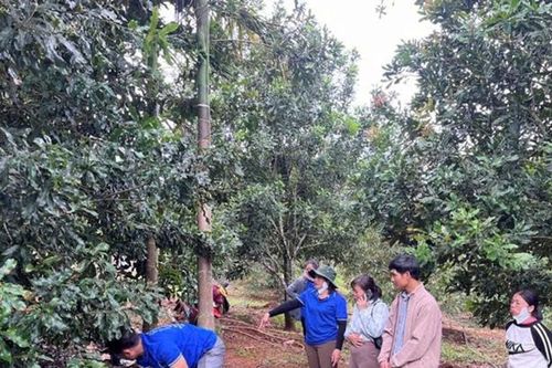 Trồng mắc ca theo hướng VietGAP
