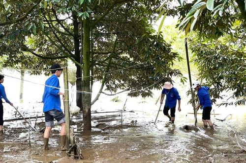 Nông dân Lâm Đồng chạy đua cứu vườn sầu riêng sau mưa lũ