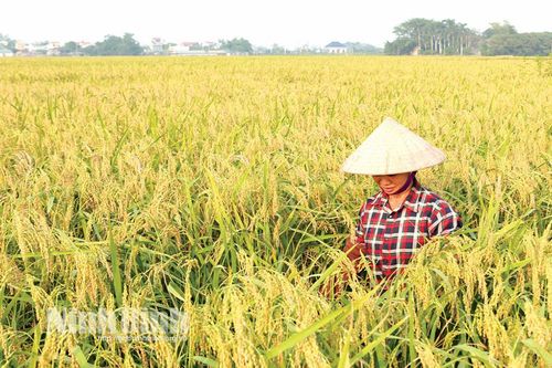 Bình Mỹ tập trung xây dựng vùng chuyên canh giống lúa đặc sản nếp cái hoa vàng