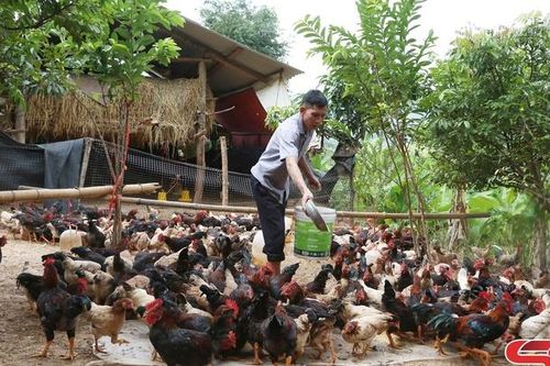 Nuôi gà Lạc Thủy theo tiêu chuẩn VietGAHP