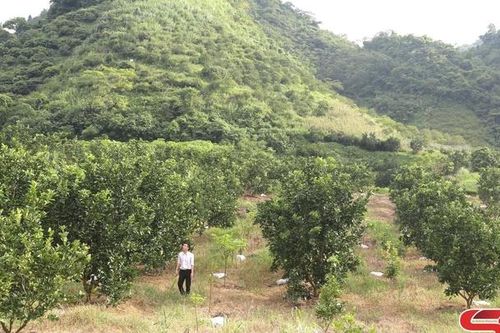 Chuyển đổi cơ cấu cây trồng ở xã biên giới Mường Lạn