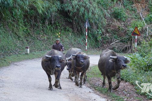 Chủ động phòng, chống rét cho đàn trâu, bò
