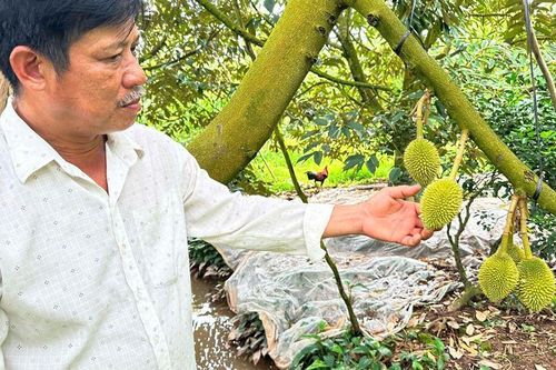 Loại 'cây tỷ đô' giúp anh nông dân thu hàng tỷ đồng mỗi năm, là cây gì mà rất quen thuộc, ai cũng có thể biết?