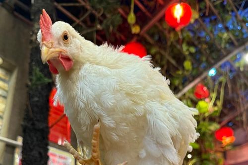 Chú gà đi lạc thành 'ngôi sao' ở quán cà phê mèo TP.HCM