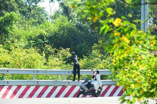 Ngán ngẩm nạn ngắt hoa, bẻ cành dã quỳ ở Ba Vì