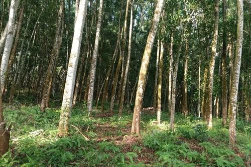Tuyên Quang - điểm sáng Chương trình 809: Hướng tới định hướng lâm nghiệp hiện đại