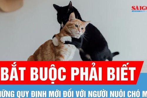 TPHCM: Chủ nuôi chó mèo bắt buộc khai báo với chính quyền