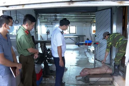 Hưng Yên: Khởi tố vợ chồng cố ý giết mổ heo nhiễm bệnh