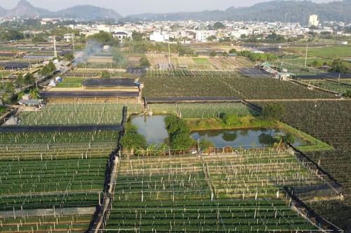 Vựa hoa lớn nhất Thanh Hóa tất bật vào vụ tết