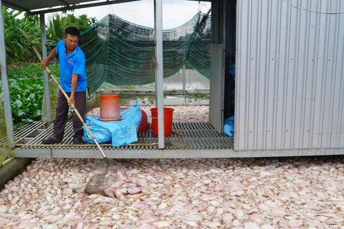 Vì sao hơn 74 tấn cá chết bất thường ở Cần Thơ?