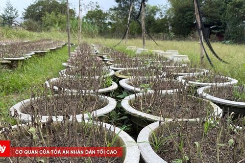 Những làng hoa Đà Nẵng trắng tay sau lũ