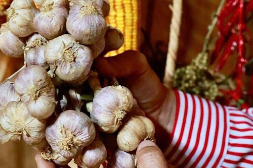 Loại củ ngừa cảm cúm, phòng bệnh tim mạch, 'đánh sạch' mỡ máu