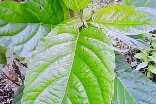 Nhập viện cấp cứu nguy kịch do ngộ độc sau khi dùng cây lộc mại chữa táo bón
