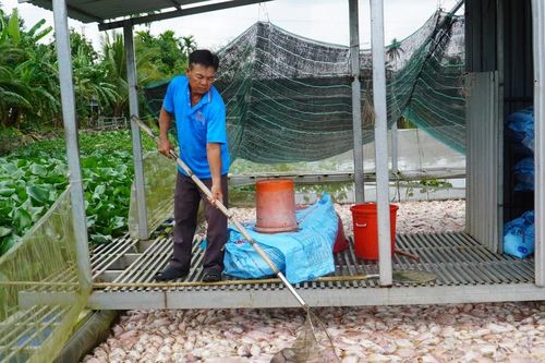 Nguyên nhân ban đầu khiến hàng chục tấn cá chết bất thường ở Cần Thơ