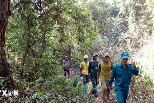 Thông tin mới nhất vụ vay tiền ngân hàng để bảo vệ rừng tại Lâm Đồng