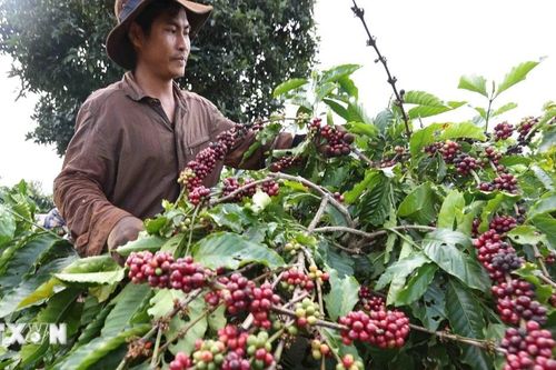 Lễ hội Di sản càphê toàn cầu 2025-Hành trình gần hai thế kỷ của càphê Việt
