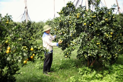 Hướng đi thoát nghèo bền vững của nông dân thời kỳ mới