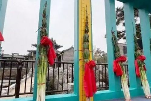 Xuất hiện 'vua hành lá' cao kỷ lục 2,27m