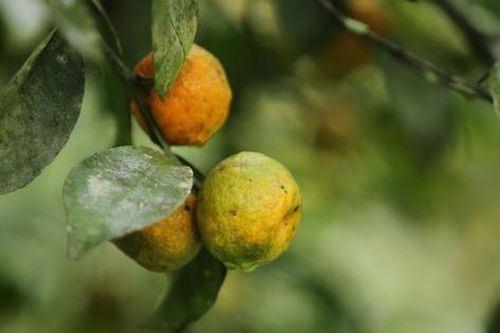 Từ thứ quả bé xíu vỏ thơm đến mô hình làm giàu bền vững ở miền núi