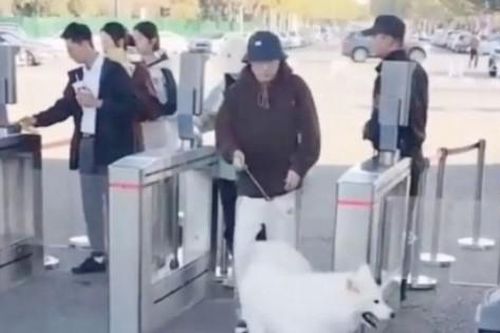 Khu du lịch gây tranh cãi khi bắt chó trả tiền tham quan, mèo được miễn phí