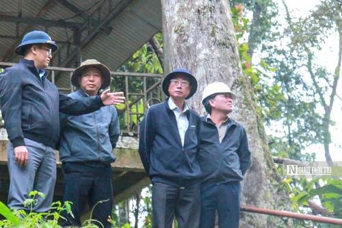 Cây cầu tạm 'cứu' cả vùng bị lũ cô lập ở Quảng Ngãi
